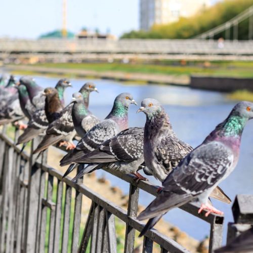 pigeons perching